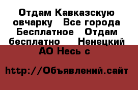 Отдам Кавказскую овчарку - Все города Бесплатное » Отдам бесплатно   . Ненецкий АО,Несь с.